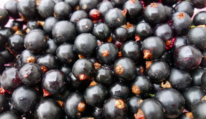 黑莓、醋栗、水果、食物、浆果、花园、酸的、成熟的