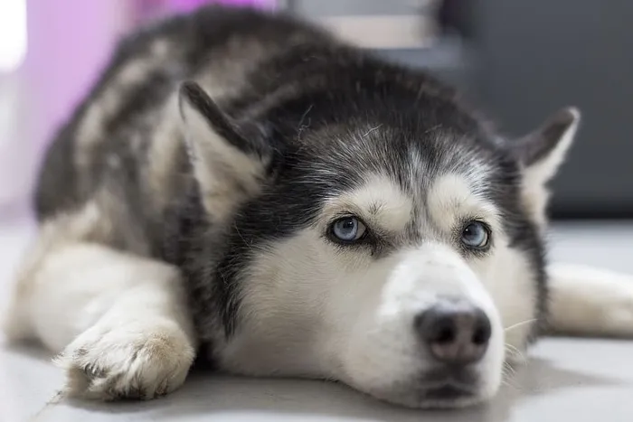 选择性聚焦摄影，成年西伯利亚犬，哈士奇犬，狗，动物，可爱，宠物