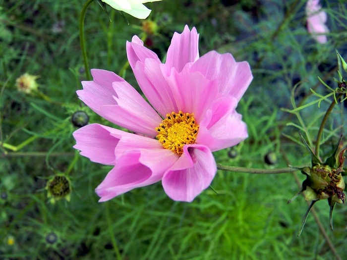 宇宙 花 花园花 花园 自然 美丽的花 夏天的花 花 菜鸟图库