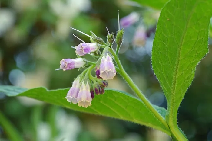 紫草是原产于欧洲的多年生草本植物。典型的2-3½英尺高的植物在整个夏天都会开出蓝色、粉色、紫色或白色的钟形花和大叶，第一批花在4月底或5月初开放。紫草不能在体内使用。然而，紫草是尿囊素的一种来源，尿囊素通常是护肤品中的一种成分。紫草的名字也叫紫草�针刀，�� �滑根，�� �青蒿，�� 和�黑蒿。��
