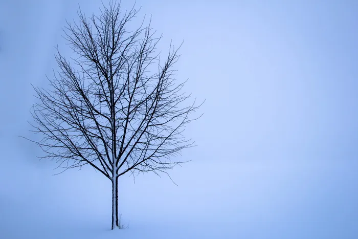冬天的树，树，冬天，雪，风景，孤独，白色，背景