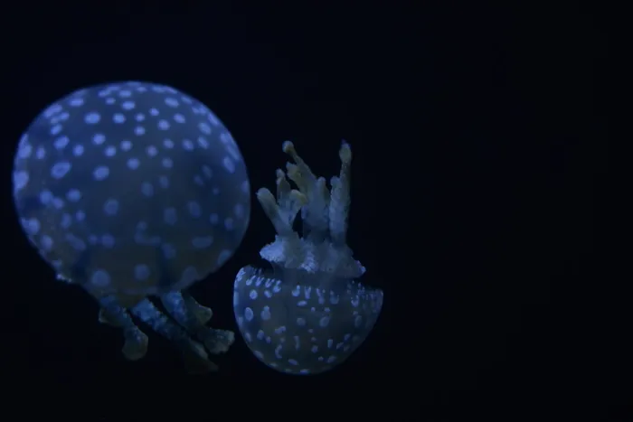两个发光的水母，两个灰色的水母，紫色，球体，黑暗，水母，动物主题，动物