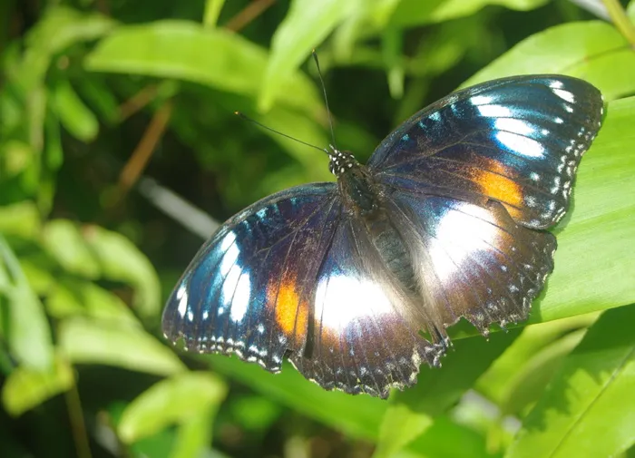 蝴蝶，自然，美丽，野生动物，环境，帝王，翅膀，多彩