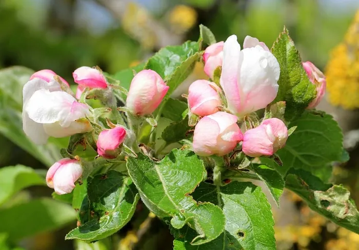苹果树，开花，苹果树开花，苹果花，开花，春天，白色，粉色
