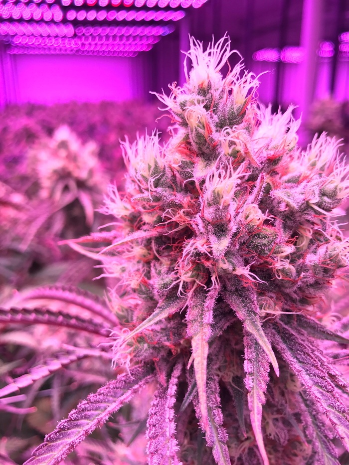 大麻 植物 杂草 大麻 特写 新鲜度 开花植物 花 菜鸟图库