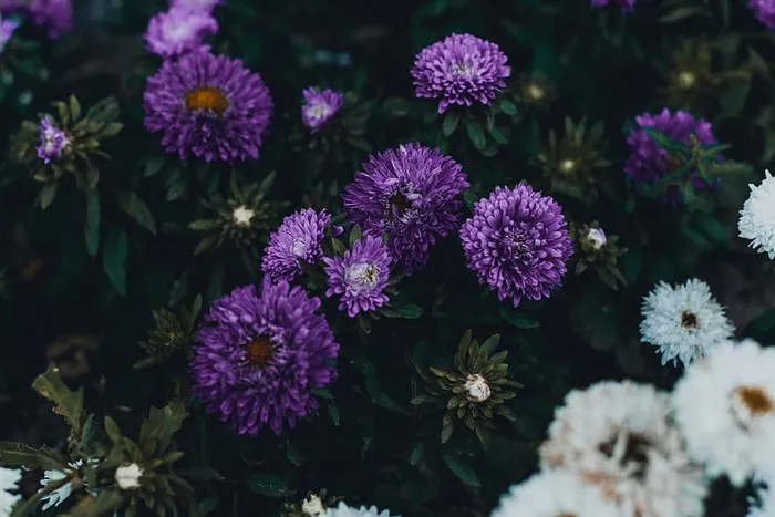 紫罗兰花照片