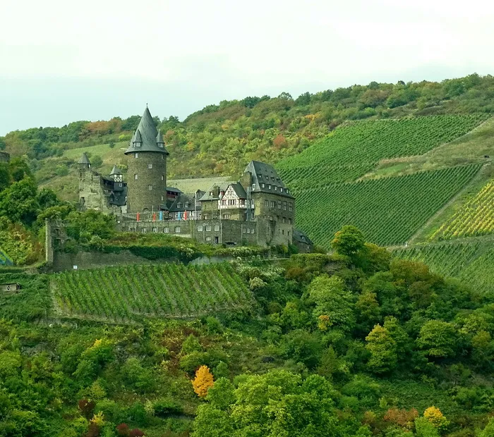 葡萄园，莱茵河，自然，德国，风景，葡萄酒，景观，城堡