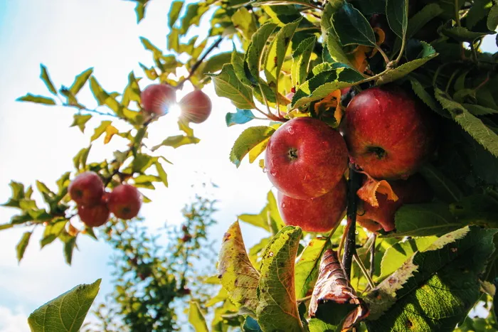食品，健康，苹果，水果，苹果树，苹果，树枝，水果