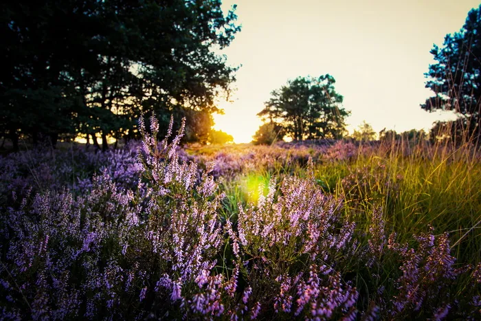 日落时田野上的紫色薰衣草