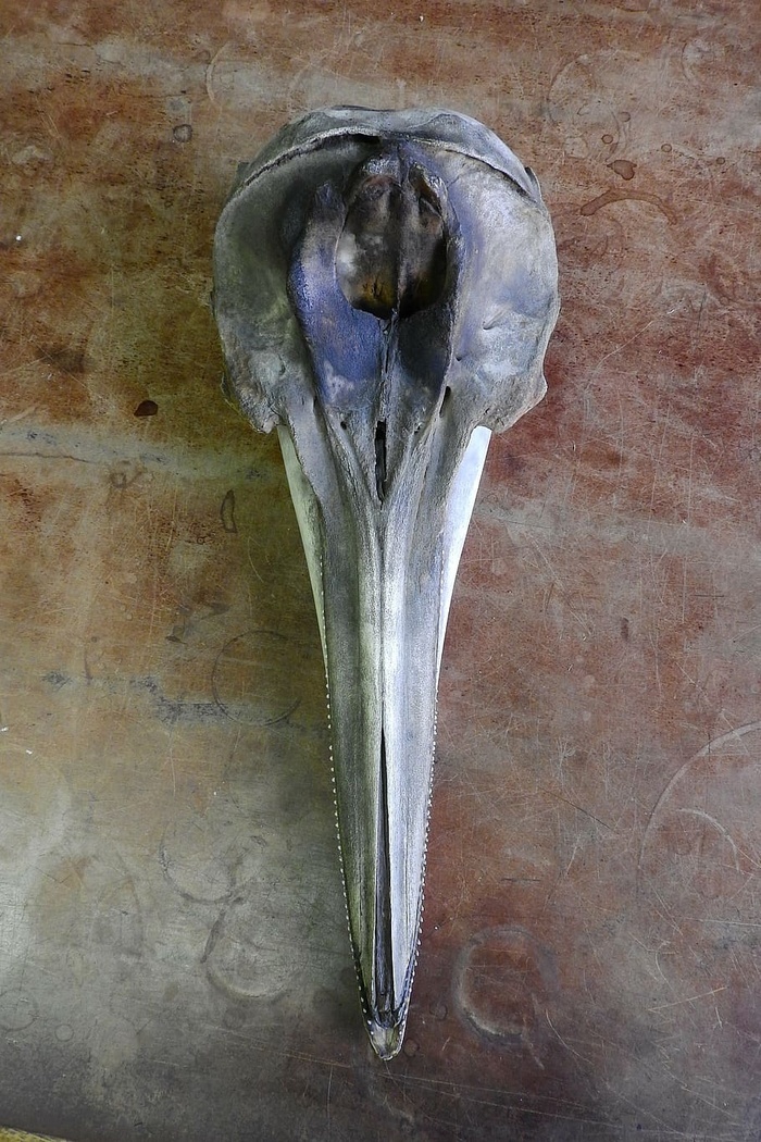 头骨海豚牙齿解剖学下巴动物头骨没有人特写