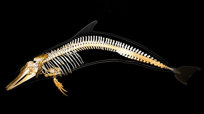 棕鱼骨架海豚骨架解剖学哺乳动物骨骼动物学鱼类学