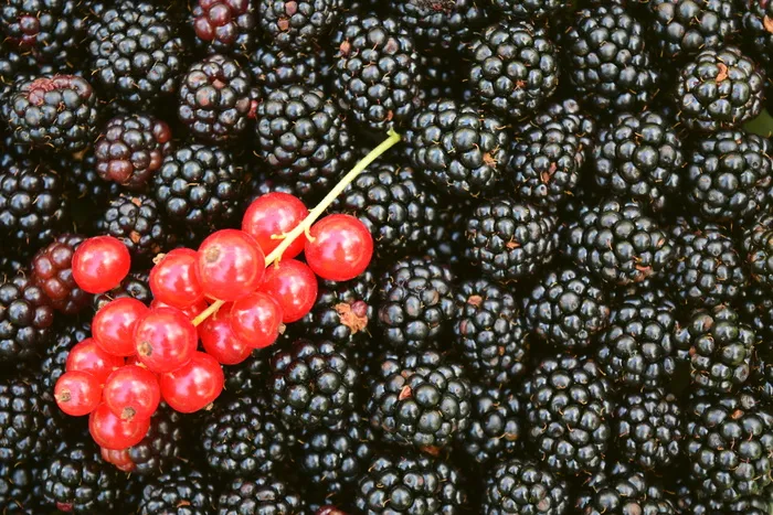红樱桃，黑莓，醋栗，背景，浆果，黑色，红色，食物
