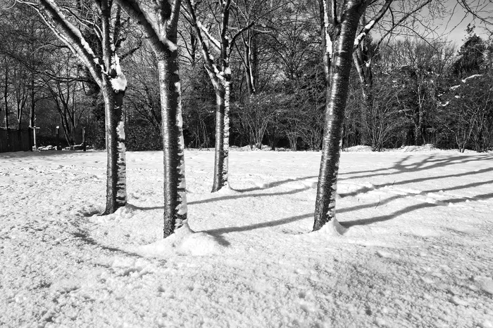 树，光秃秃的树，冬天，雪，一圈树，四棵树，冬天的树，光秃秃的