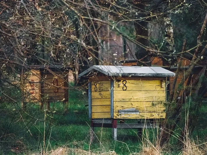 废弃、蜂园、蜂巢、养蜂、乡村、空旷、环境、农场