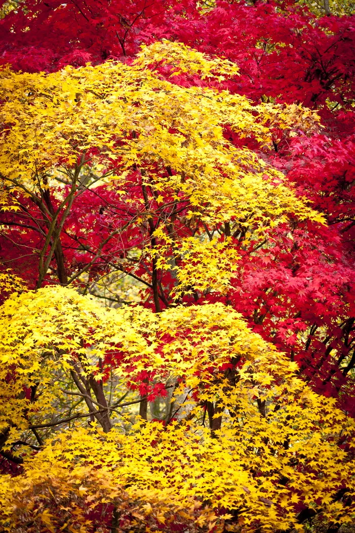 英国，leominster，queenswood郊野公园和植物园，秋天，木材，森林，槭树，颜色