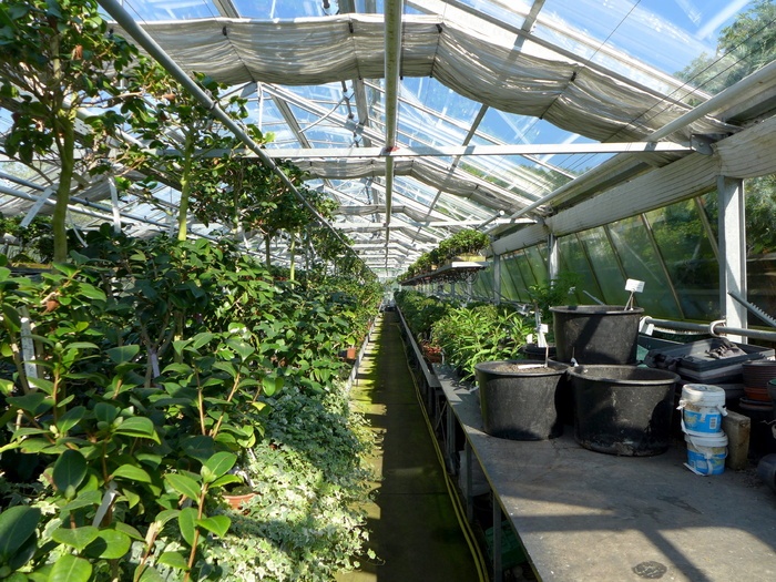 温室 植物 花盆 苗圃 植物园 生长 自然 苗圃 菜鸟图库