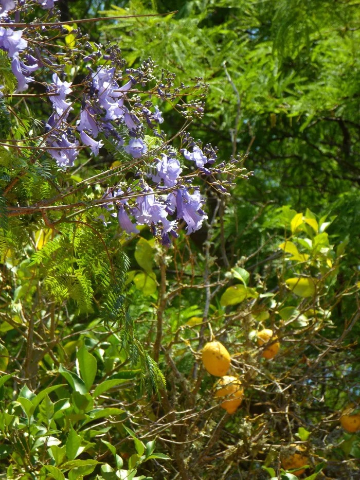 蓝花楹, 柠檬树, 花园, 地中海, 植物, 自然, 夏季, 增长