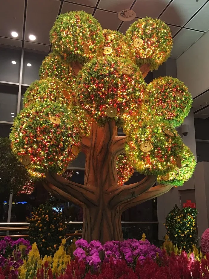新加坡，tpe，摇钱树，新年，中国幸运树，幸运树，花，植物