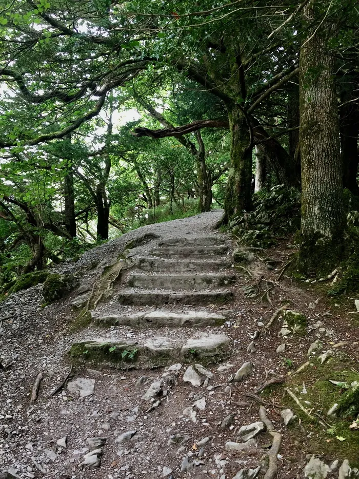 走，楼梯，渐渐地，石头，上升，楼梯，楼梯，森林