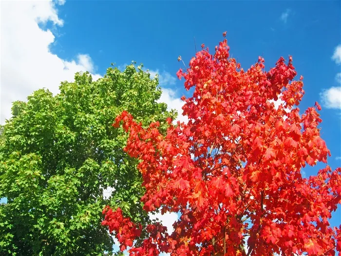红色，叶子，树，绿色，枫树，红树，两棵树，初秋
