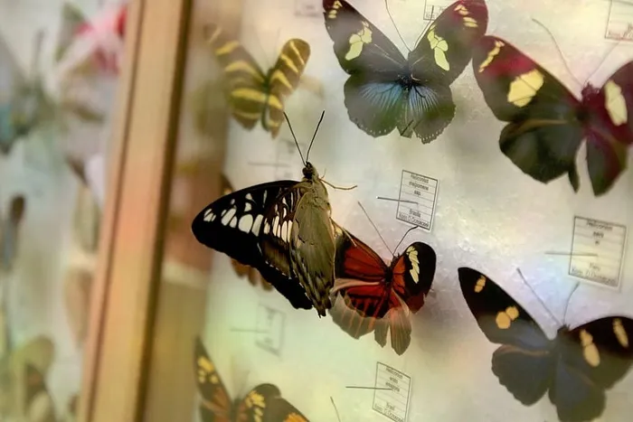 黑色，白色，蝴蝶，玻璃框架蝴蝶花色，框架，蝴蝶，系列，玻璃
