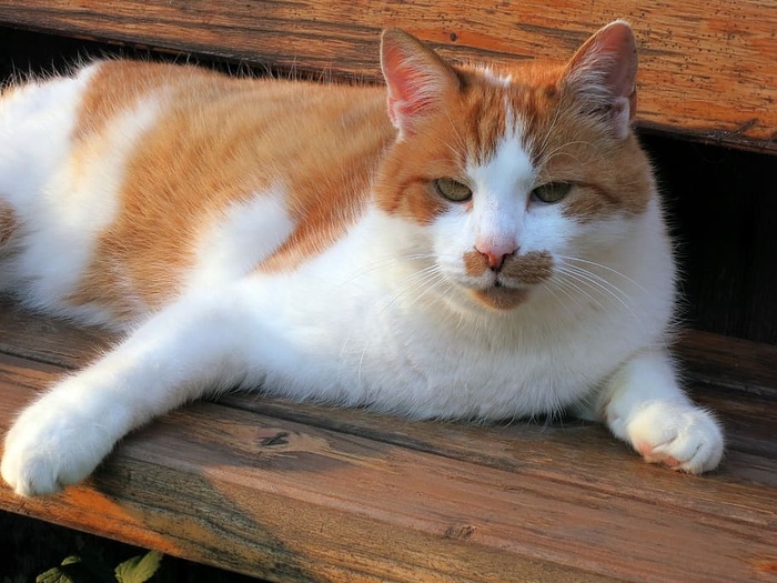 本素材作品名称为家猫,宠物,白色,猫,红色,动物,甜