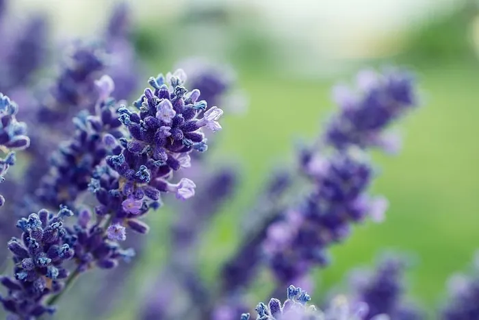 紫色薰衣草花的选择性聚焦摄影