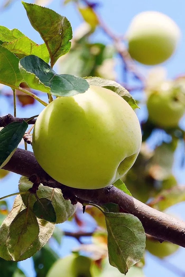 野生黄苹果生长在树枝上的照片。