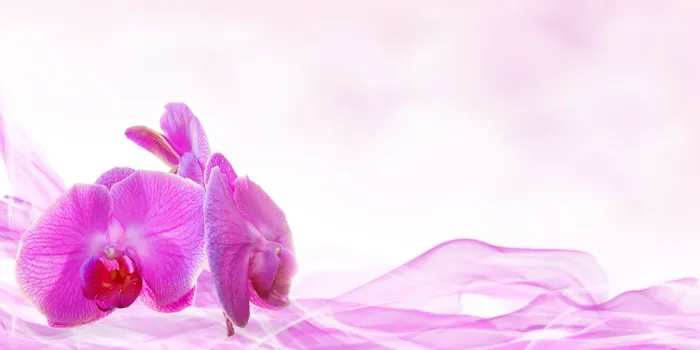 紫色兰花，健康，美容，花朵，装饰，植物，按摩，兰花