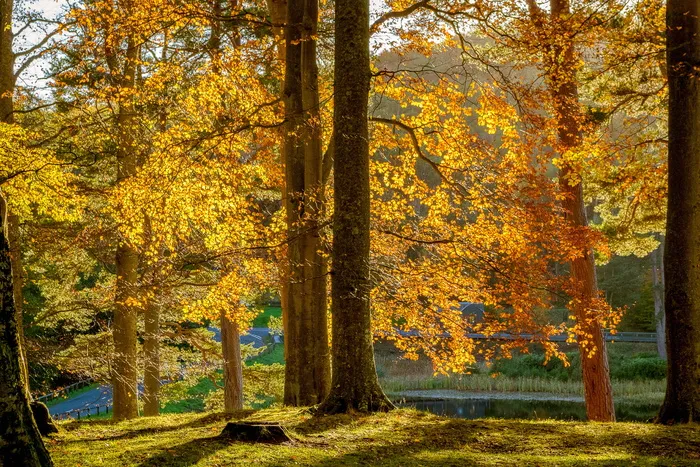 秋天，树木，自然，风景，树叶，阳光，心情，灯光
