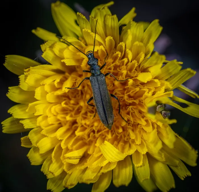 黄色花上黑色水泡甲虫的宏观照片