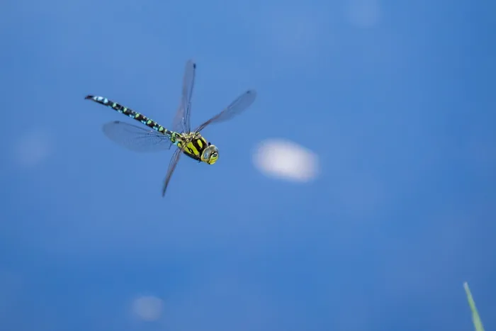 biotope、蜻蜓、瓦莱斯、瑞士、飞翔、蓝色、一种动物、动物主题