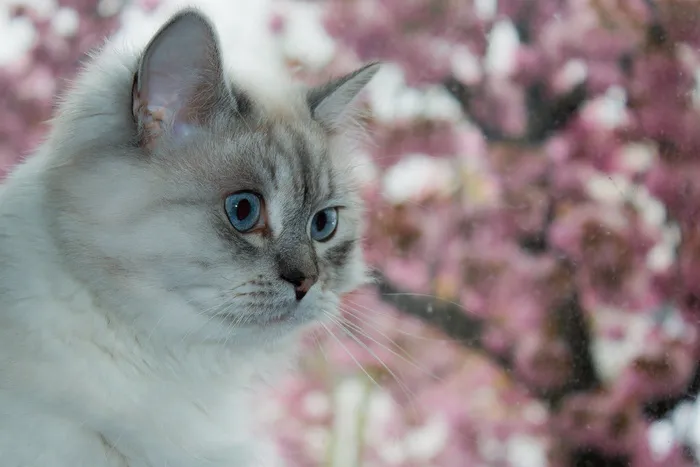 特写摄影，短毛whote猫，西伯利亚，森林猫，蓝眼睛，猫，西伯利亚森林猫，涅娃化妆舞会