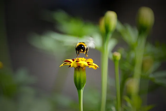 昆虫，自然，户外，蜜蜂，花，植物，夏天，小