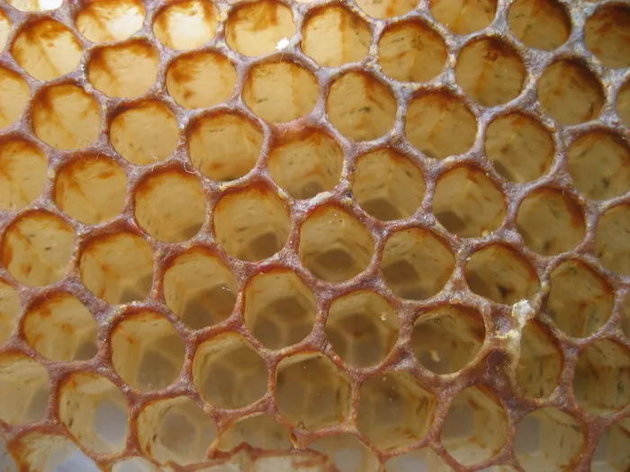 蜂蜜，蜜蜂，蜂巢，自然，蜂蜜，蜜蜂，蜂巢，养蜂，食品和饮料