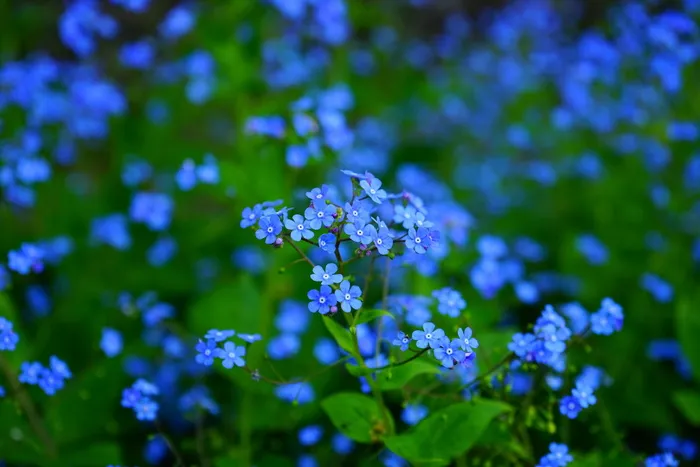 蓝色花朵，勿忘我，花朵，布鲁内拉Vergissmeinincht，布鲁内拉macrophylla，高加索勿忘我，布鲁内拉，Raublatgewächs