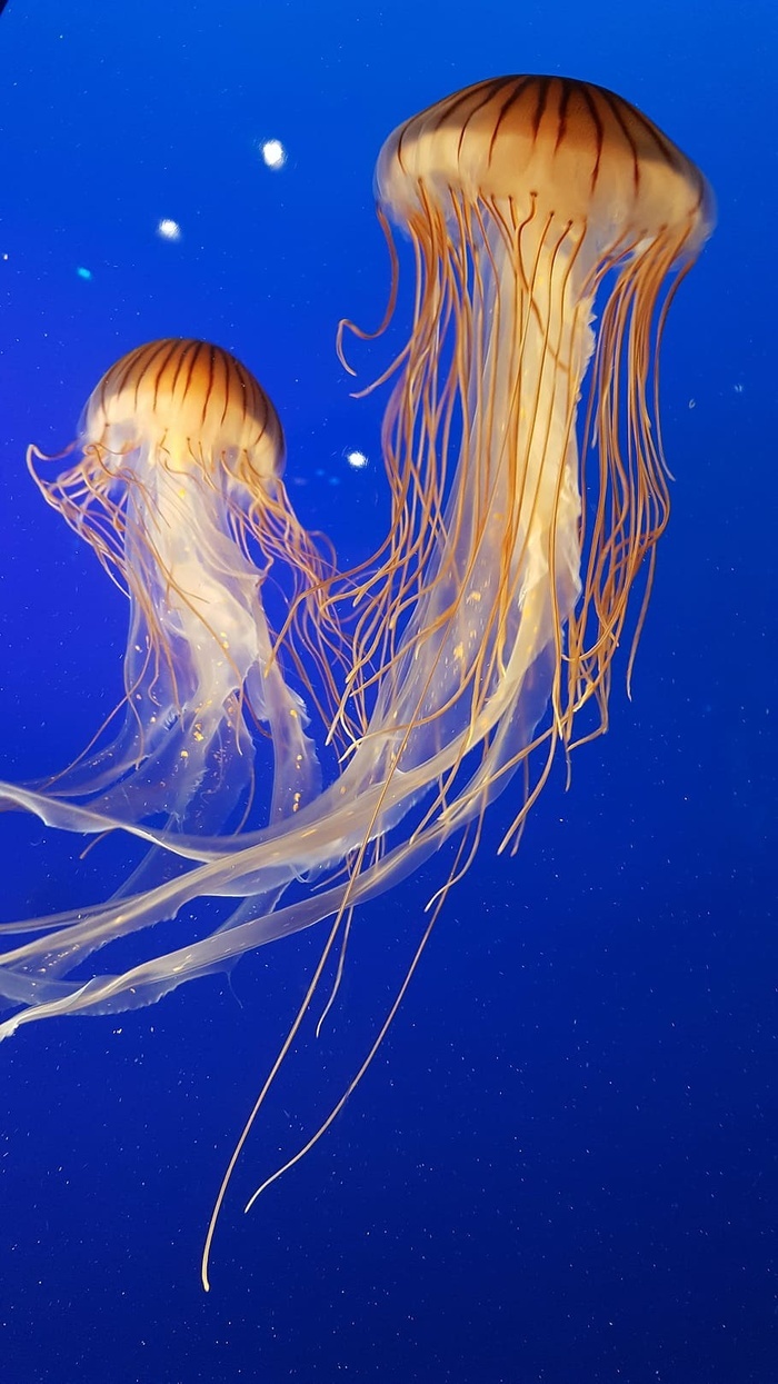 动物 水族馆 蓝色 颜色 无脊椎动物 水母 海洋 海洋生物 菜鸟图库
