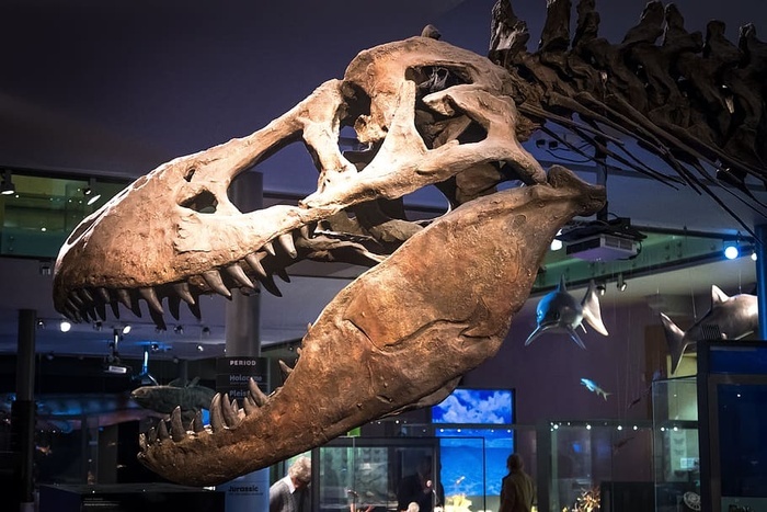 恐龙骨骼化石霸王龙霸王龙骨头头骨侏罗纪