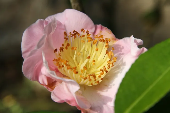 山茶花，粉色，花，浓密，黄色，山茶花粉色，花在浓密，花卉和植物