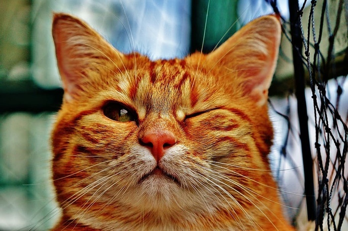 棕色斑猫猫眨眼有趣皮毛动物红色可爱