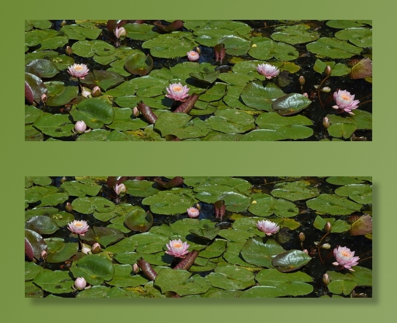 睡莲 睡莲池 睡莲 自然 池塘 植物 水 水生植物 菜鸟图库