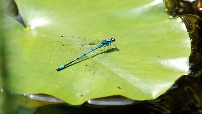 蜻蜓，蓝色，Close，蓝色蜻蜓，昆虫，昆虫照片，动物，动物世界