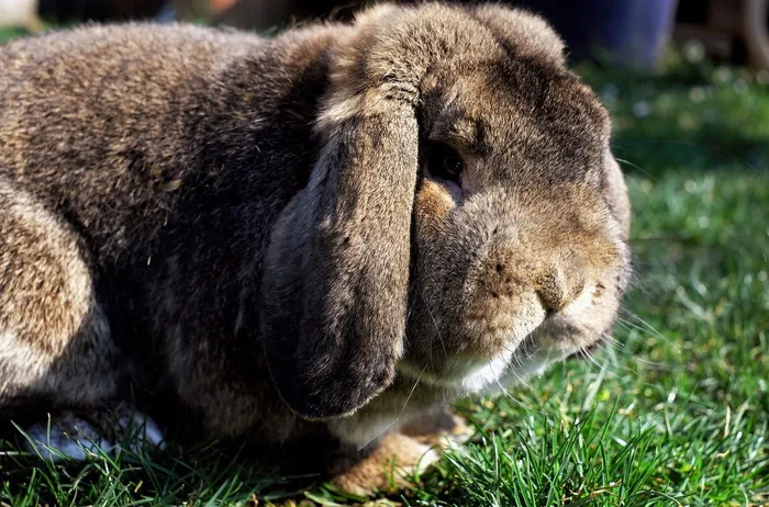 棕色兔子，兔子，芒奇金，松软的耳朵，内格尔，花园，动物主题，动物