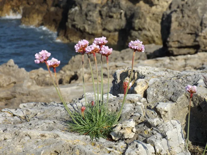 岩石、悬崖、花卉、植物、海洋节俭、armeria maritima、固体、自然