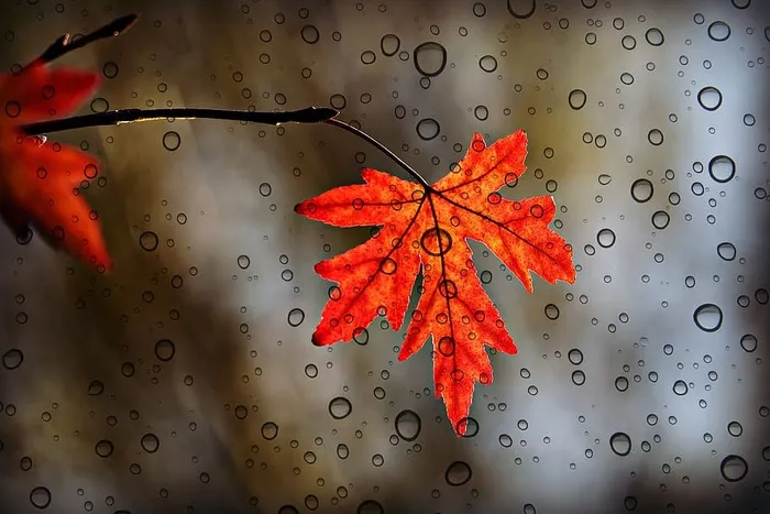 叶子，树叶，秋天的颜色，叶脉，图案，形状，水滴，水
