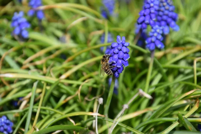 蜜蜂，宏，麝香，普通葡萄风信子，开花，开花，花朵，蓝色
