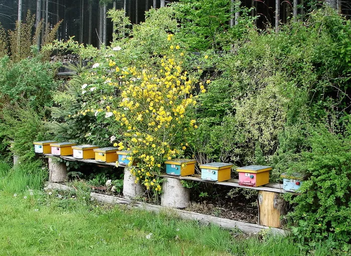 蜜蜂，苗圃，蜂巢，蜜蜂苗圃，oplodňáčky，蜂巢，养蜂，蜂蜜