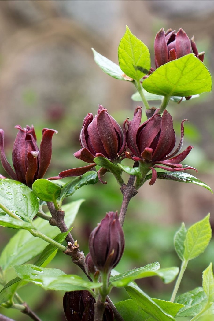 calycanthus floridus,通常被称为carolina allspice