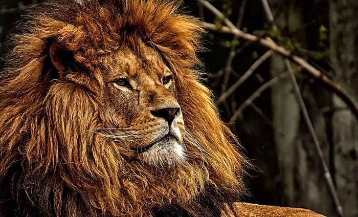 狮子，捕食者，危险，鬃毛，大猫，雄性，动物园，野生动物