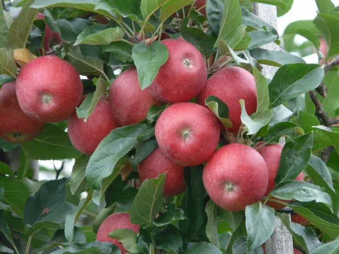 一束苹果，苹果，成熟，红色，苹果园，苹果树，水果，收获